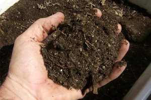 Pembuatan Pupuk Alami dan Pemberderyaan Bibit Tanaman Kelompok Tani Desa pesahangan